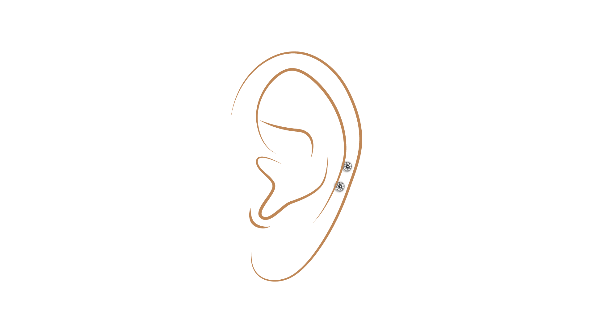 Auricle